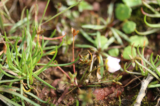 Juncus pygmaeus L. C. M. Richard resmi