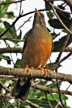 Image of Turdus olivaceus pondoensis Reichenow 1917