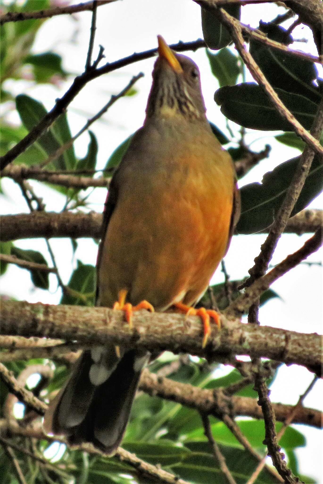 Image of Turdus olivaceus pondoensis Reichenow 1917