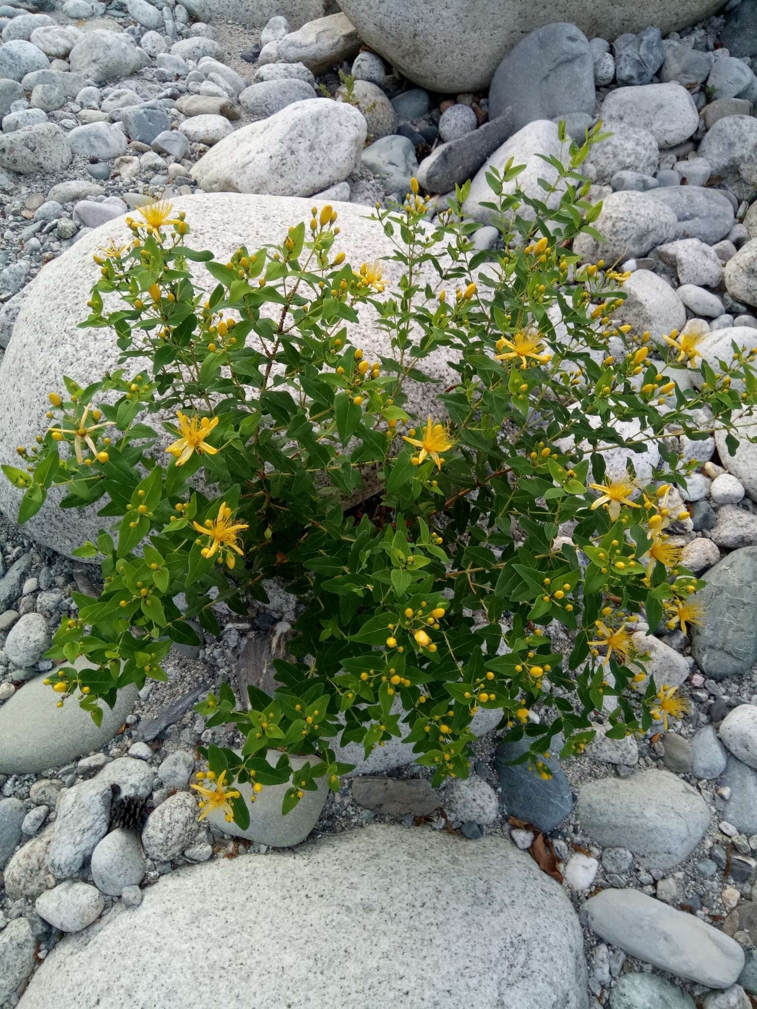 Image of Hypericum hircinum subsp. hircinum