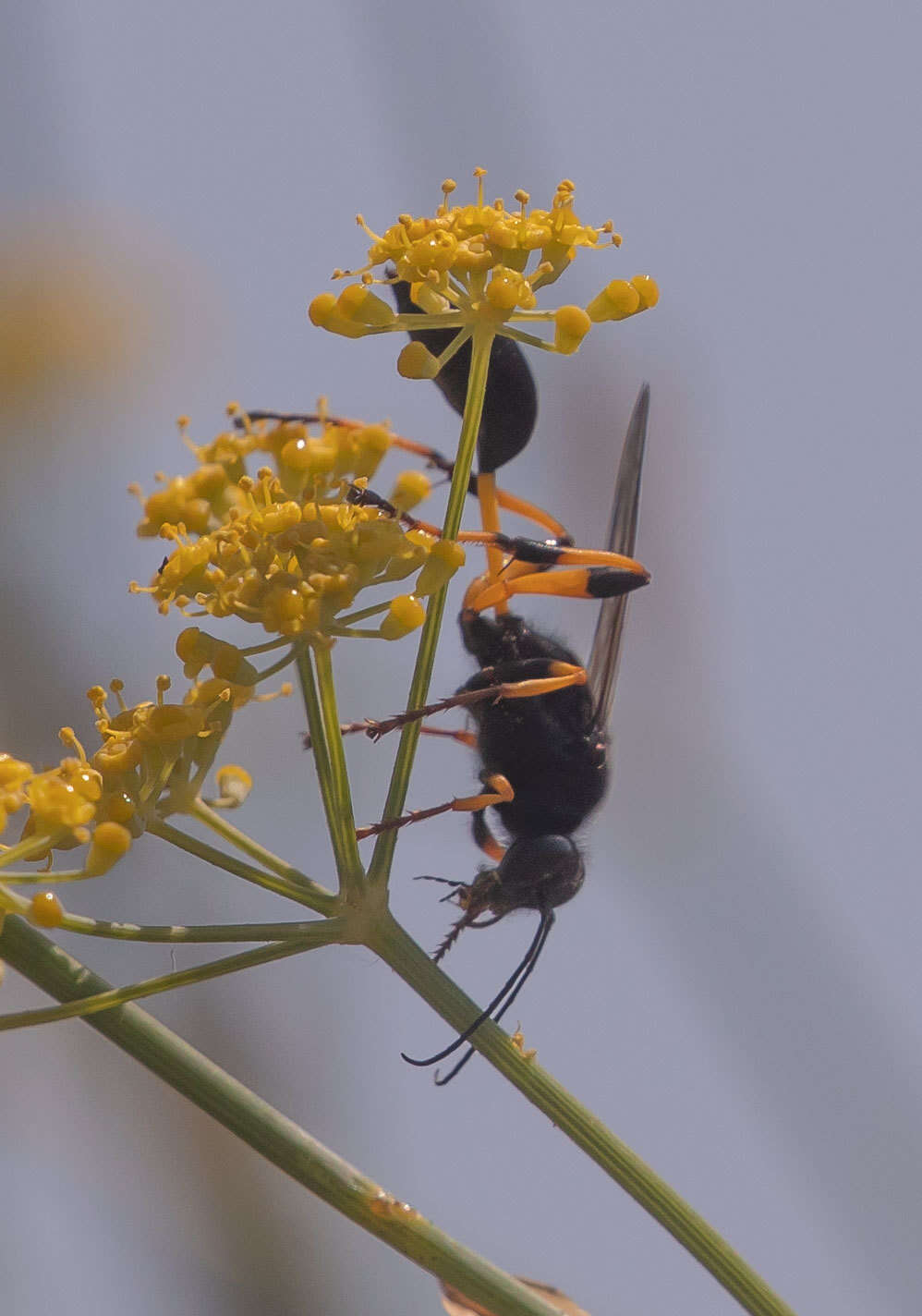 Sivun Sceliphron spirifex (Linnaeus 1758) kuva