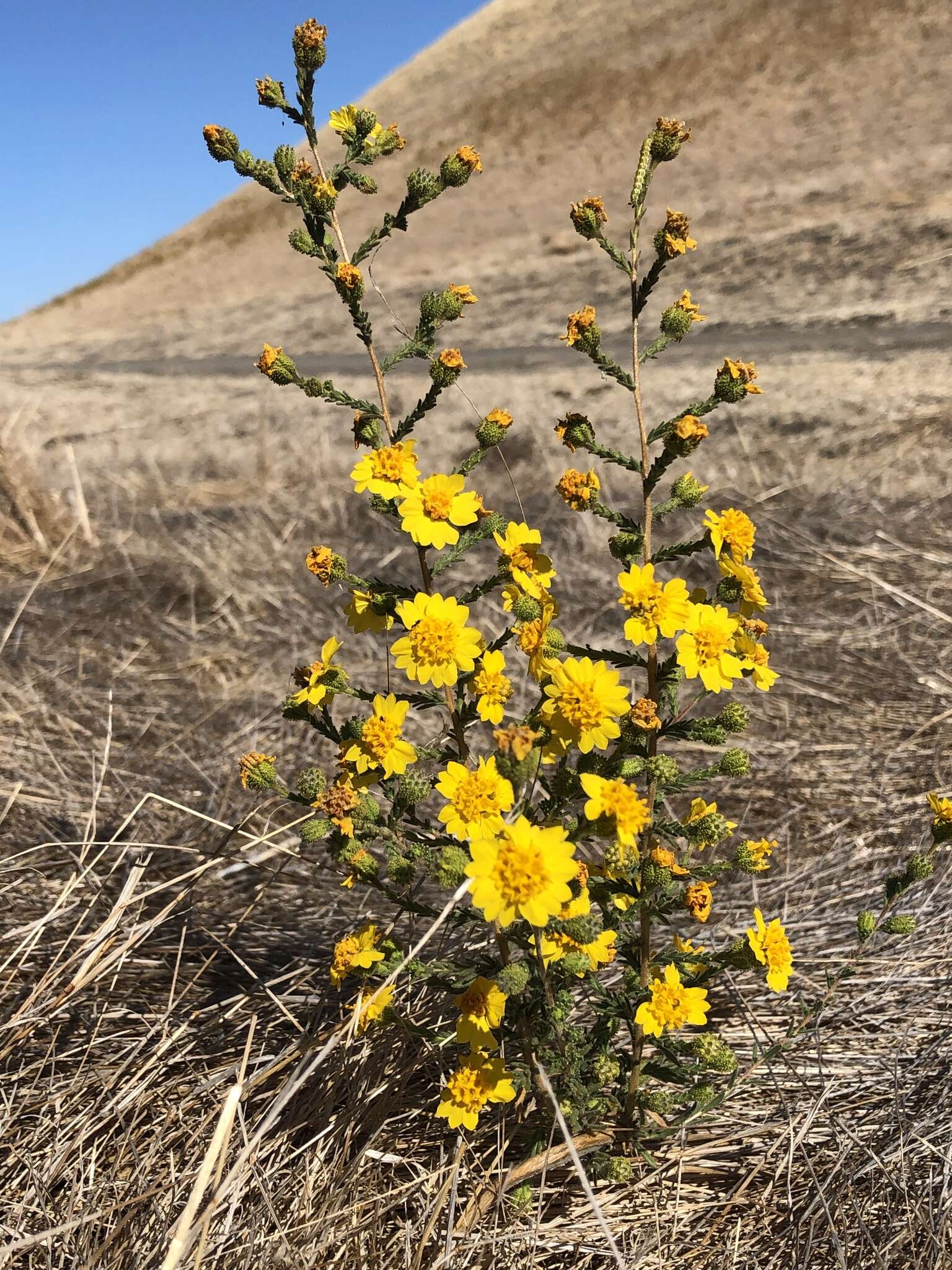 Image of Heermann's tarweed