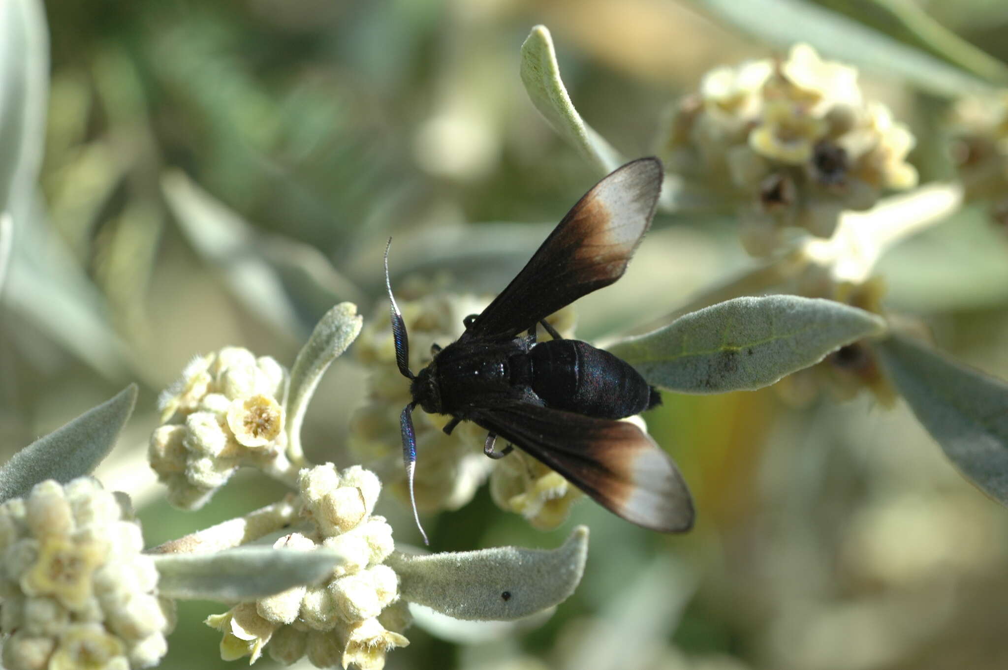 Image of Myrmecopsis strigosa (Druce 1884)