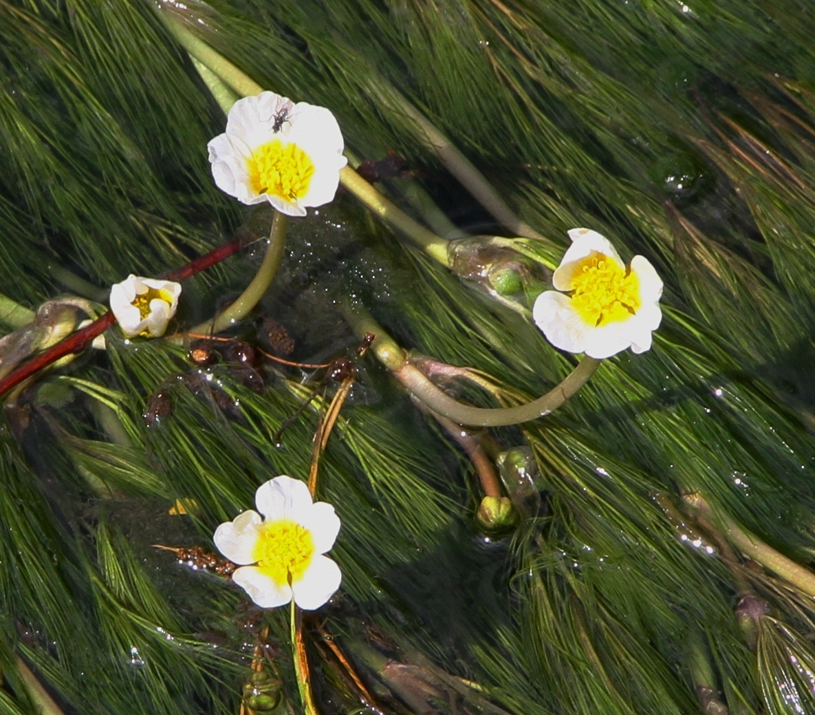 Ranunculus penicillatus (rights holder: Wildlife in a Dorset garden.)