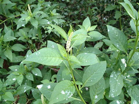 Image of Phytolacca octandra L.