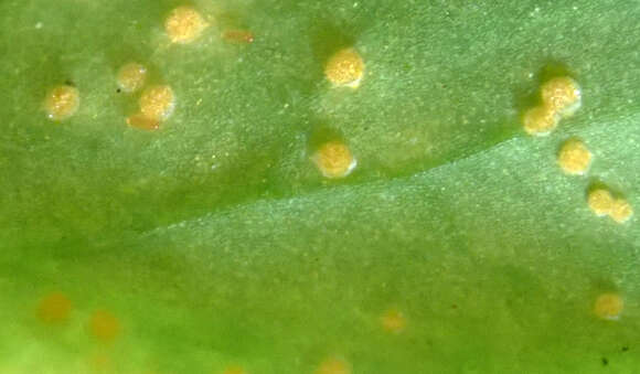 Image of Melampsora euphorbiae (Ficinus & C. Schub.) Castagne 1843