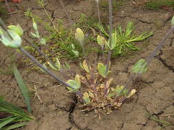 Plancia ëd Cerastium perfoliatum L.