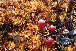 Image of Bog Cranberry