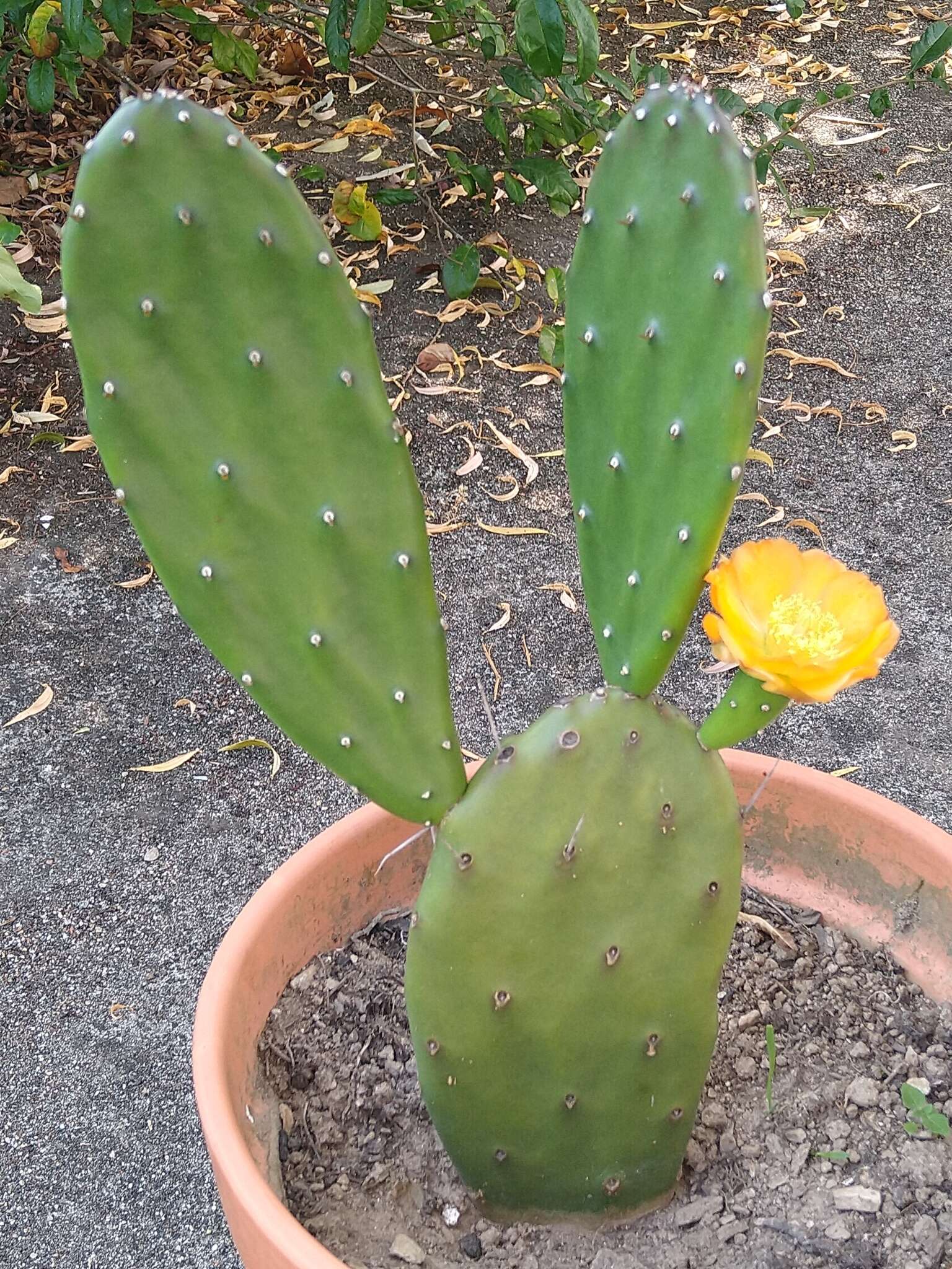 Image of <i>Opuntia bonaerensis</i>