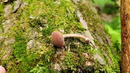 Image of Tubaria confragosa (Fr.) Harmaja 1978