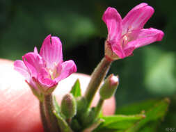 Image of fringed willowherb