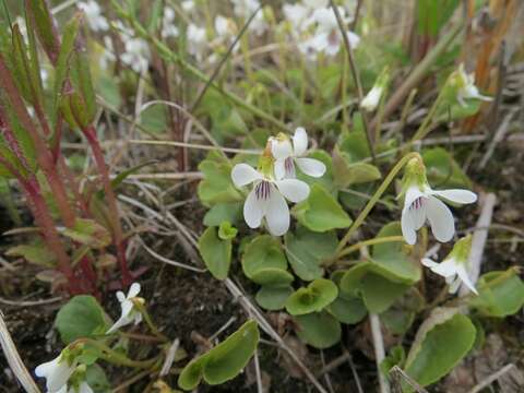 صورة Viola arcuata Bl.