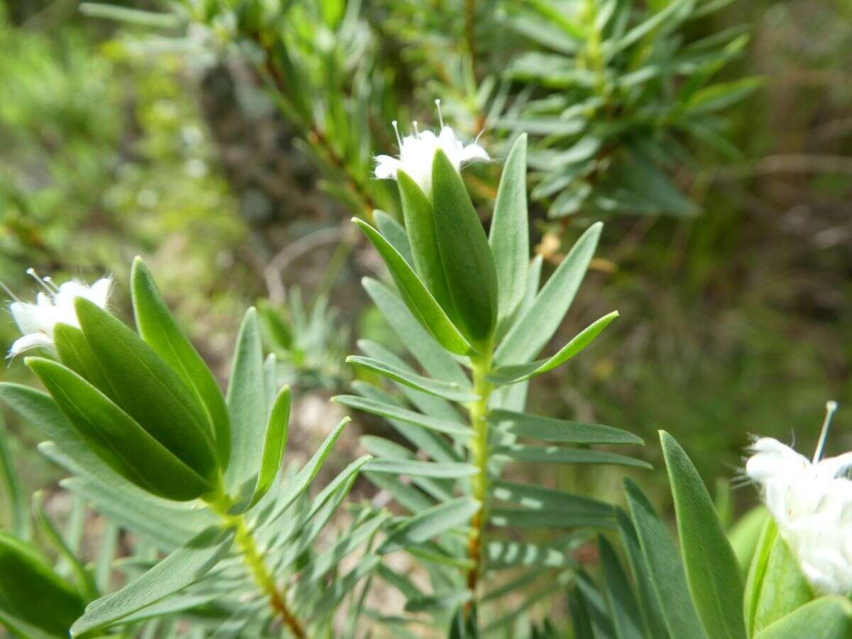 Image of Pimelea congesta F. Müll.