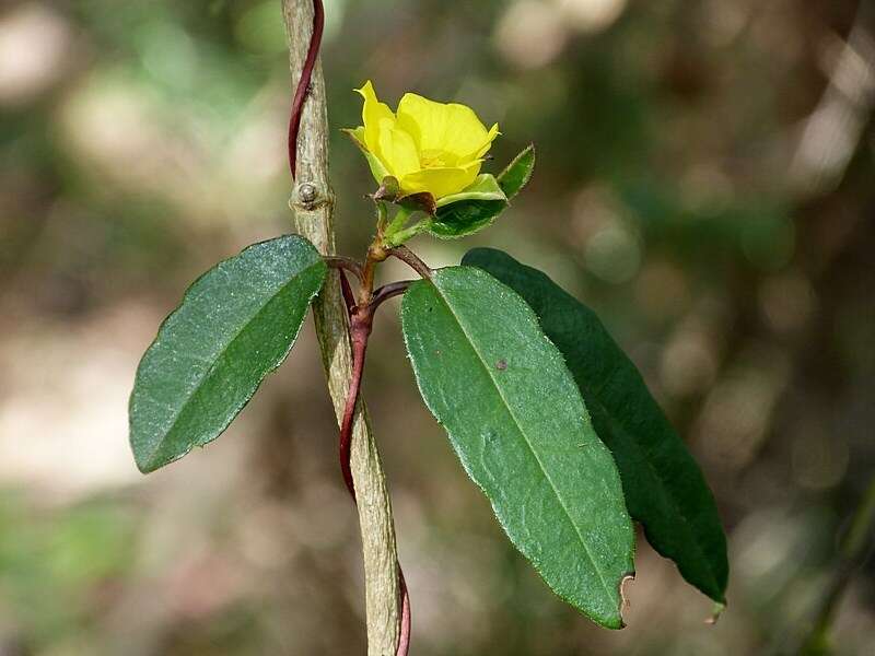 Hibbertia dentata R. Br. resmi