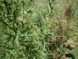 Image of <i>Cirsium <i>vulgare</i></i> subsp. vulgare