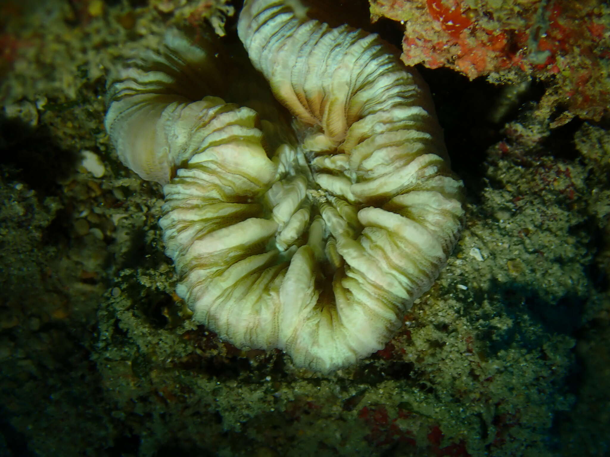 Image of Trachyphyllia Milne Edwards & Haime 1849