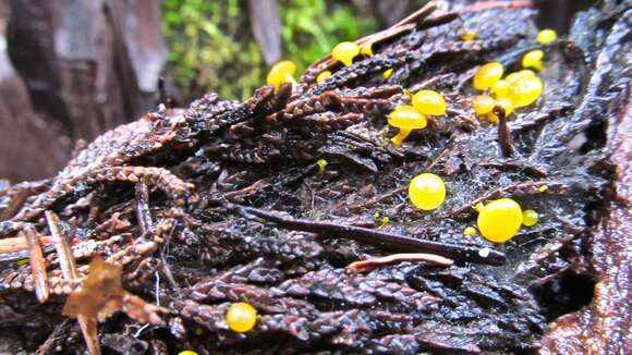 صورة Chloroscypha flavida (Kanouse & A. H. Sm.) Baral 2013