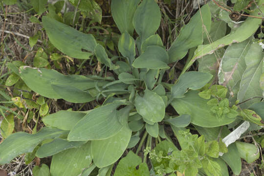 Image of Bupleurum rischawii Albov