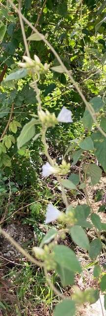 Слика од Jacquemontia nodiflora (Desr.) G. Don