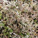 Cladonia crispata var. crispata (Ach.) Flot.的圖片