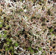 Image of cup lichen