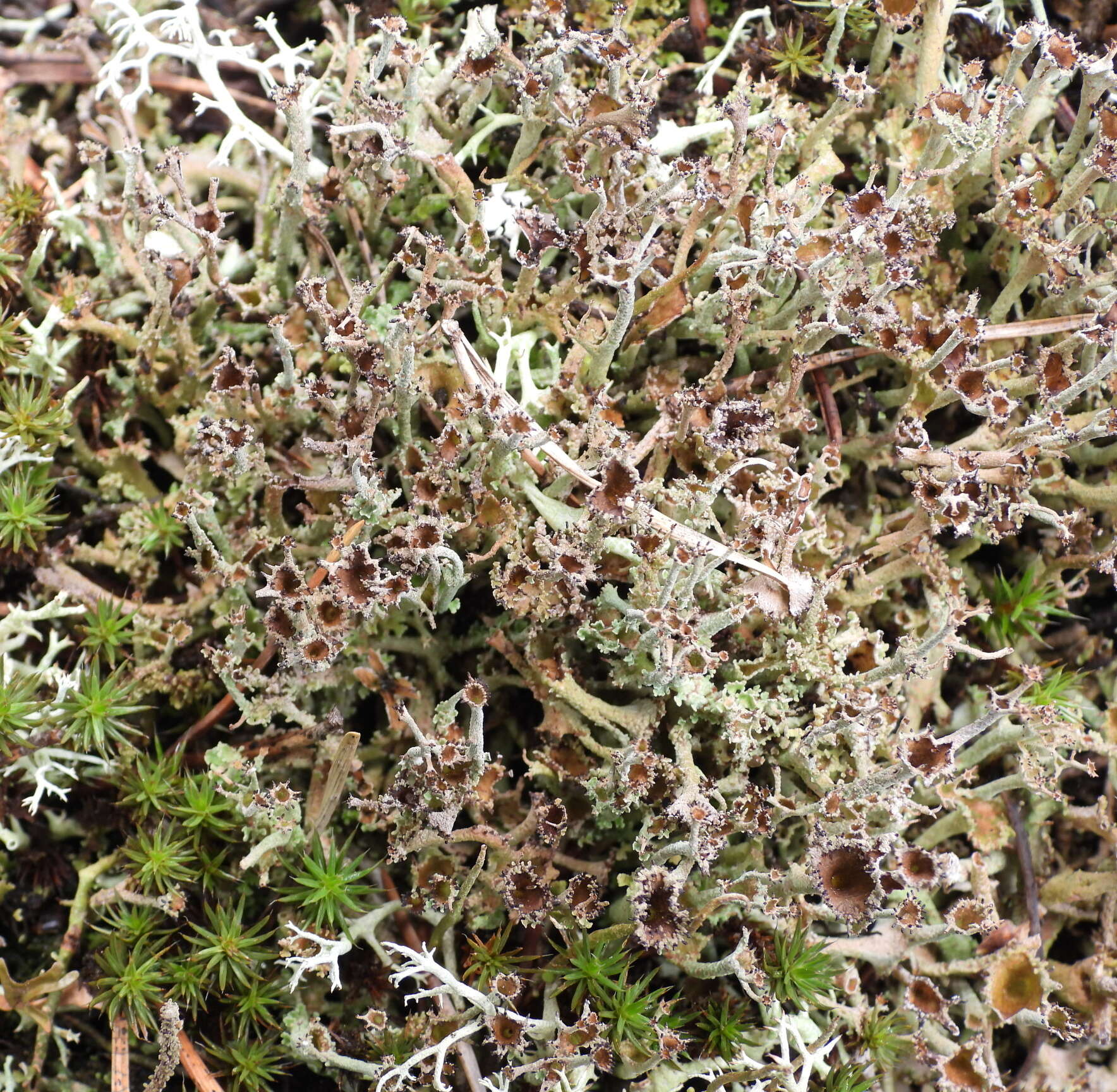 Cladonia crispata var. crispata (Ach.) Flot.的圖片