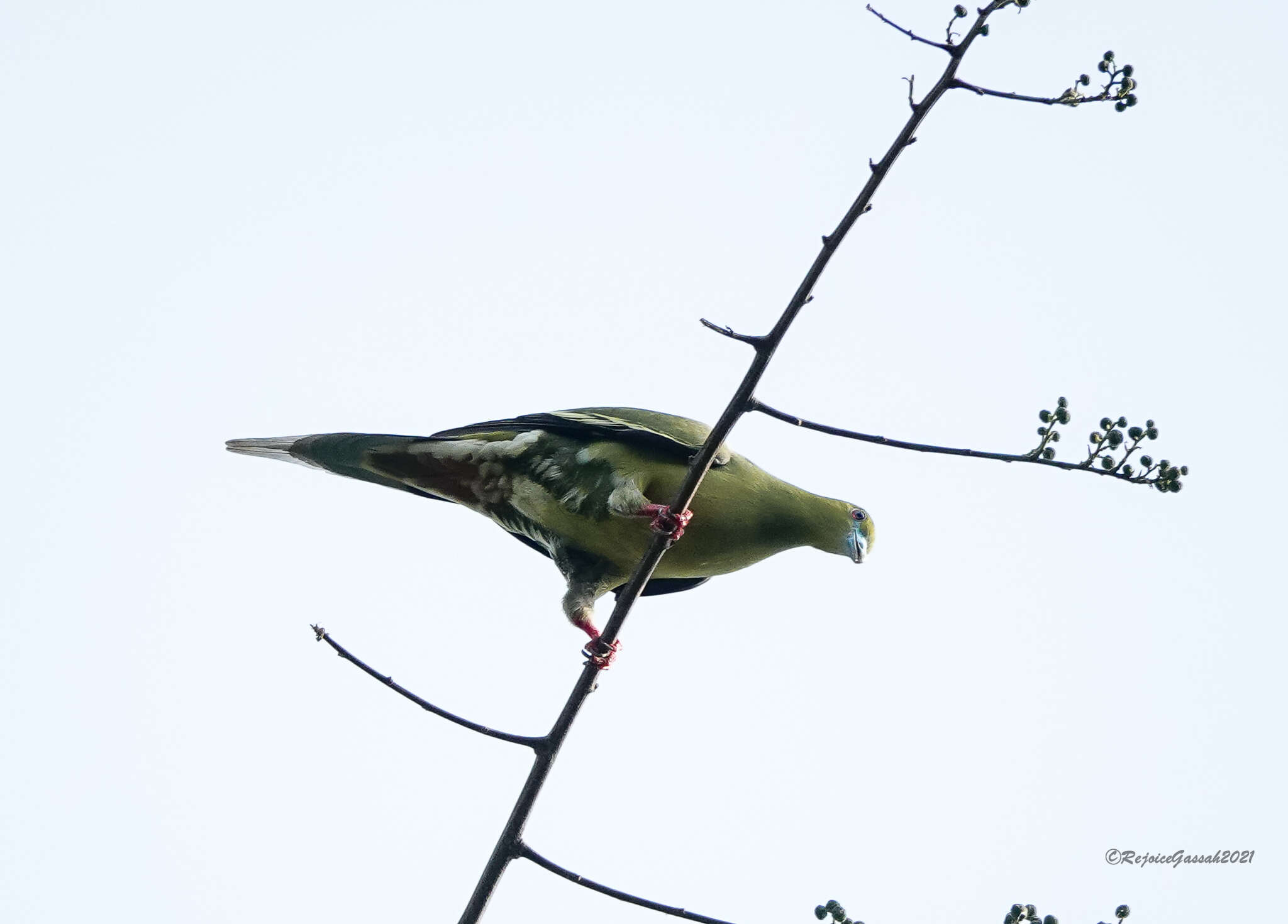 Image of Pin-tailed Green Pigeon