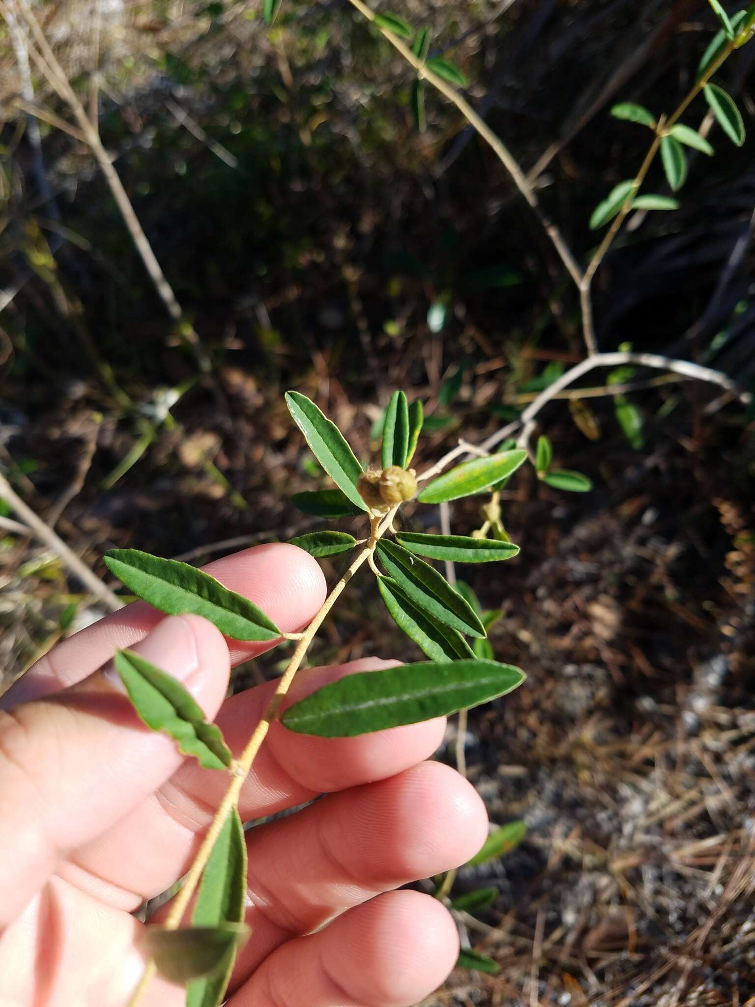 Слика од Croton linearis Jacq.