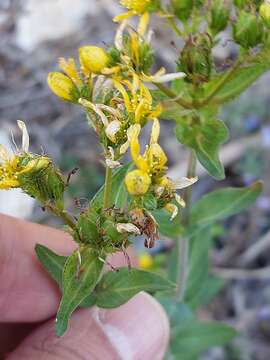 Imagem de Hypericum perfoliatum L.