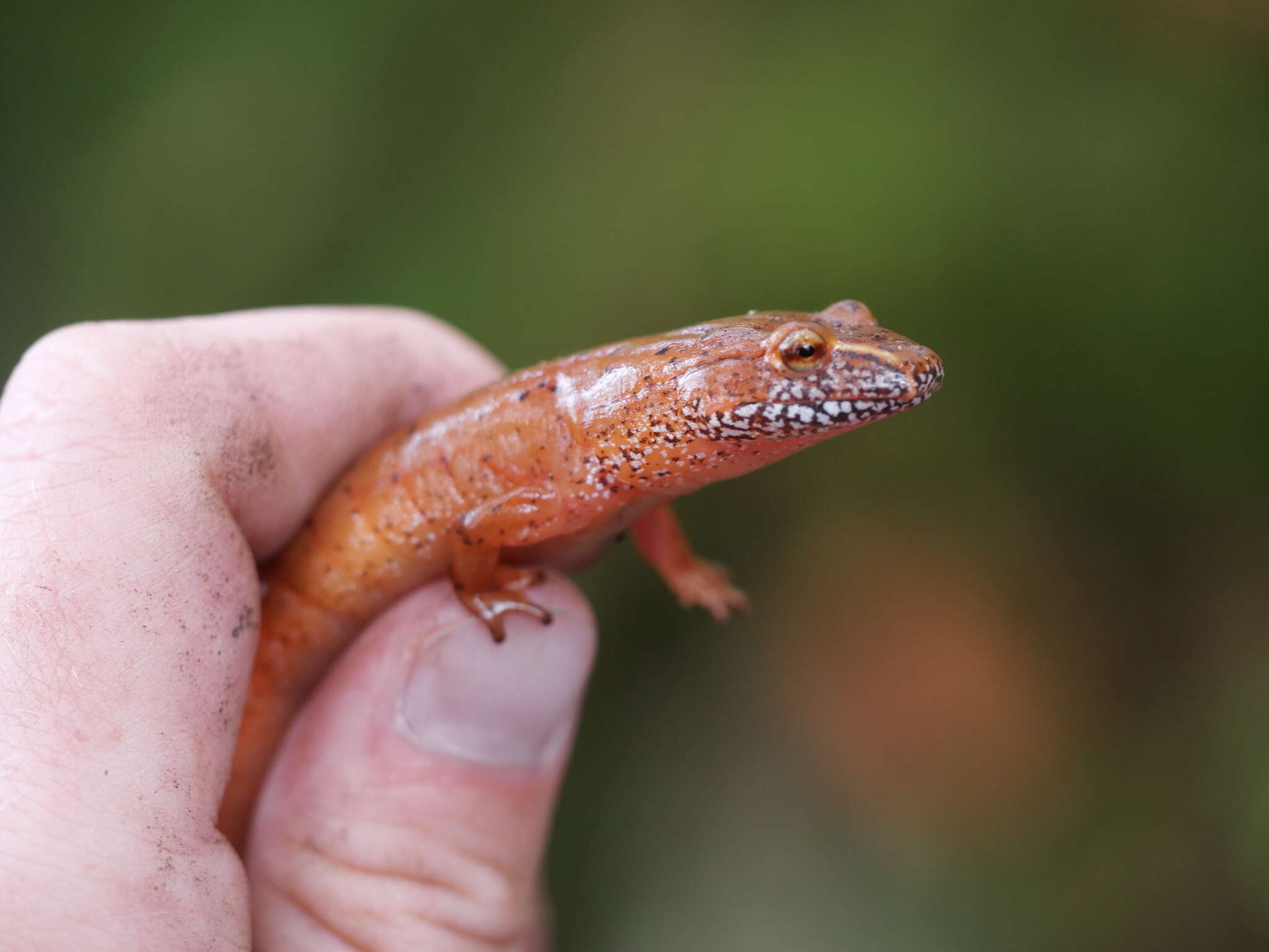 Image de Gyrinophilus porphyriticus danielsi (Blatchley 1901)