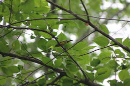 Image of Canada Warbler