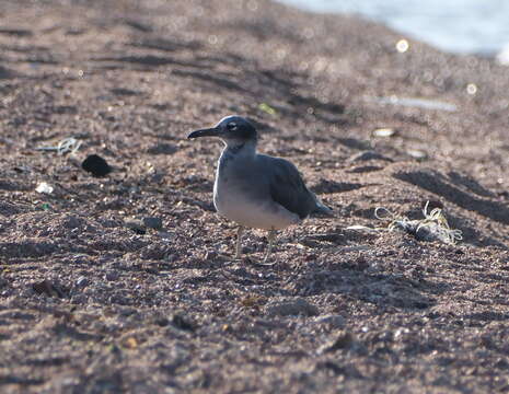 Image of White-eyed Gull