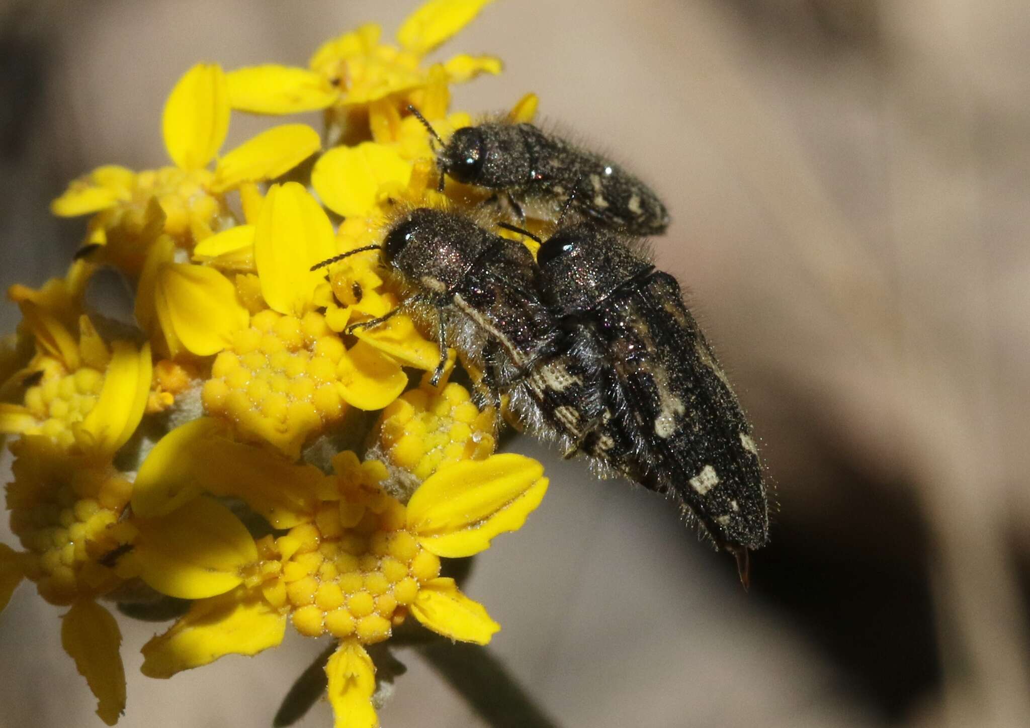 Image of Acmaeodera connexa Le Conte 1859