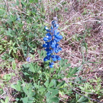 Plancia ëd Lupinus subcarnosus Hook.