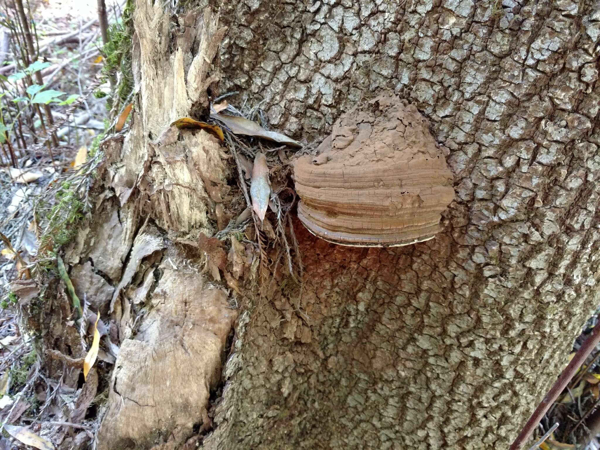 Plancia ëd Ganoderma brownii (Murrill) Gilb. 1962