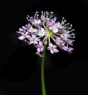 Imagem de Trachymene procumbens (F. Müll.) Benth.