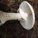 Image of Amanita pareparina G. S. Ridl. 1991