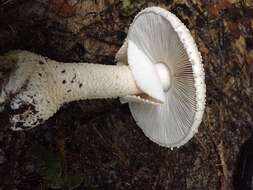 Image of Amanita pareparina G. S. Ridl. 1991