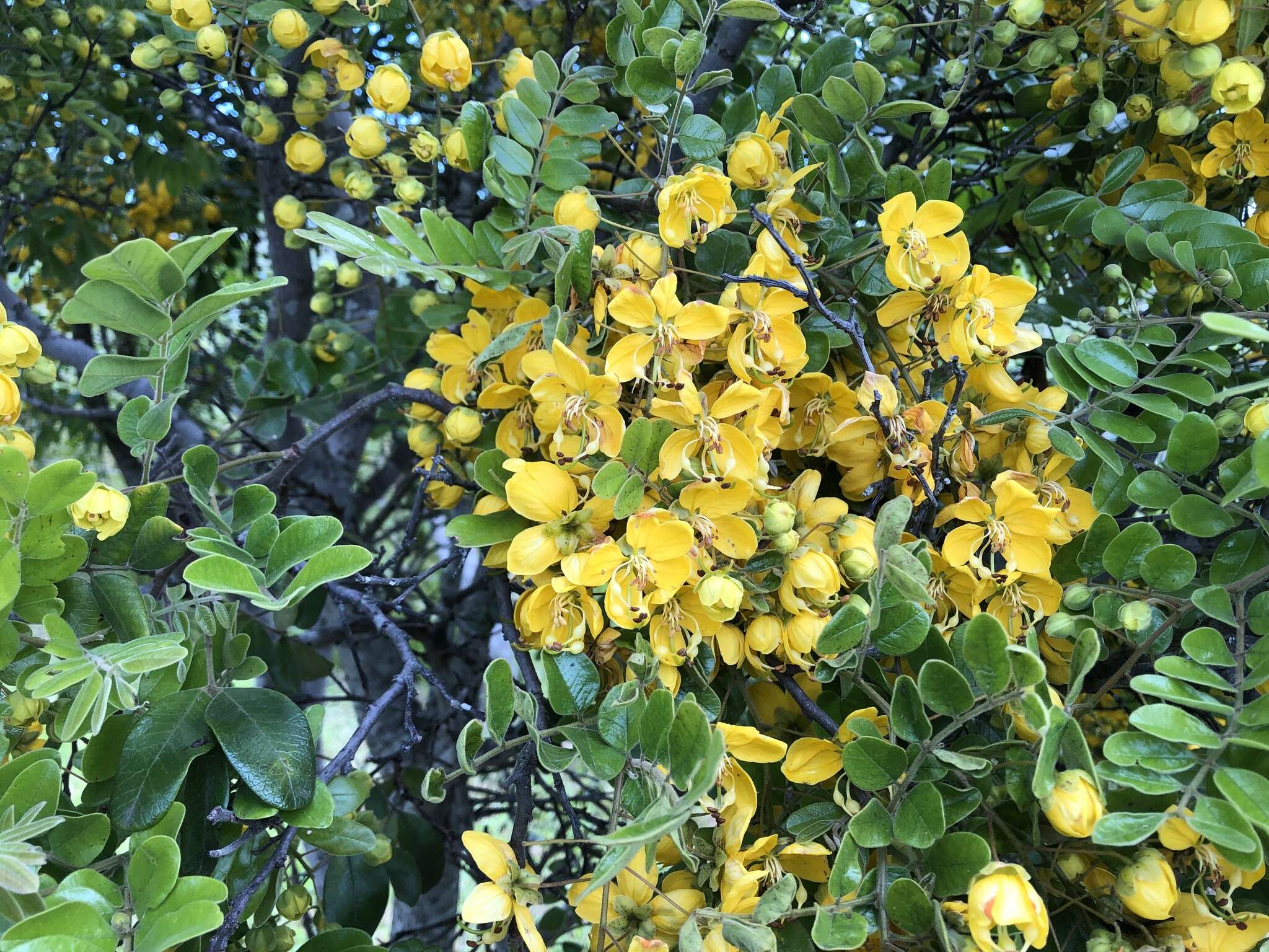 Image of Cassia tomentella (Benth.) Domin