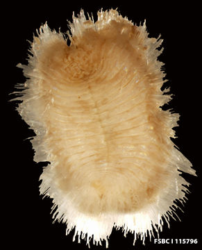 Image of <i>Euphrosine triloba</i> Ehlers 1887
