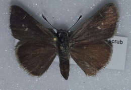 Image of Neamathla Skipper