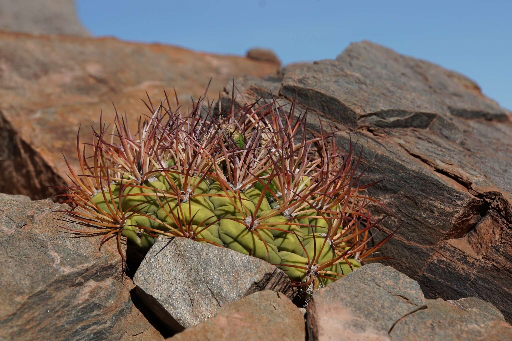 Image of Gymnocalycium saglionis (F. Cels) Britton & Rose