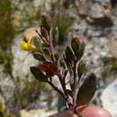 Image of Rafnia capensis (L.) Druce