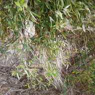 Image of Clematis linearifolia Steud.