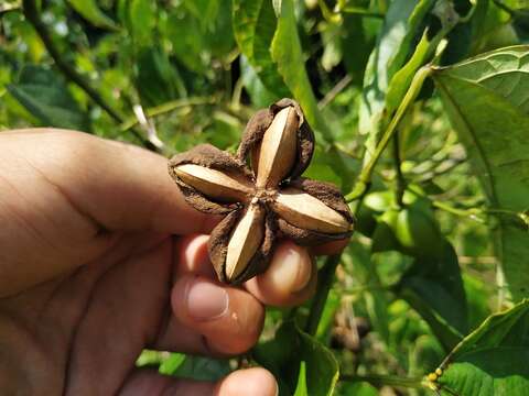 صورة Plukenetia volubilis L.