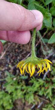 Image of Doronicum clusii (All.) Tausch