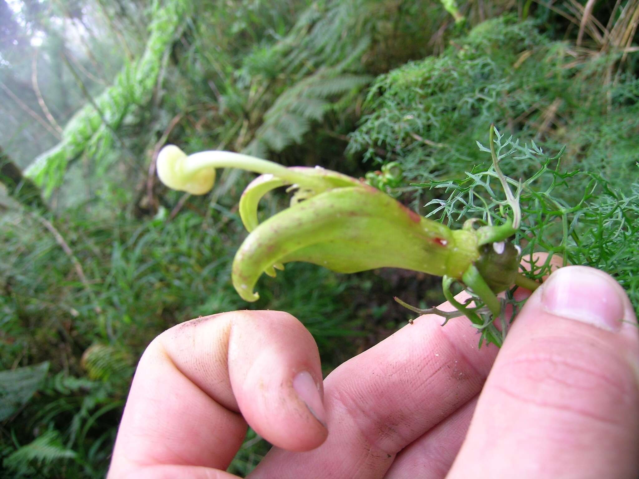 Imagem de Centropogon dissectus E. Wimm.