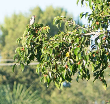 Image of Pin-tailed Whydah