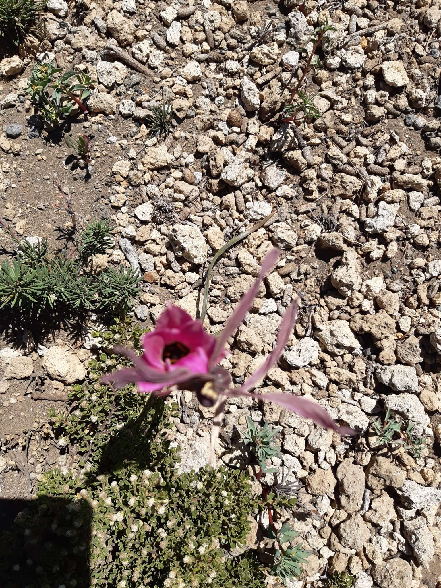 Imagem de Rhodophiala andicola (Poepp.) Traub