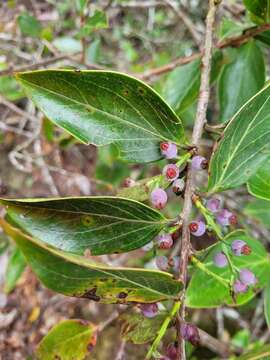 Image of Vaccinium dunalianum Wight